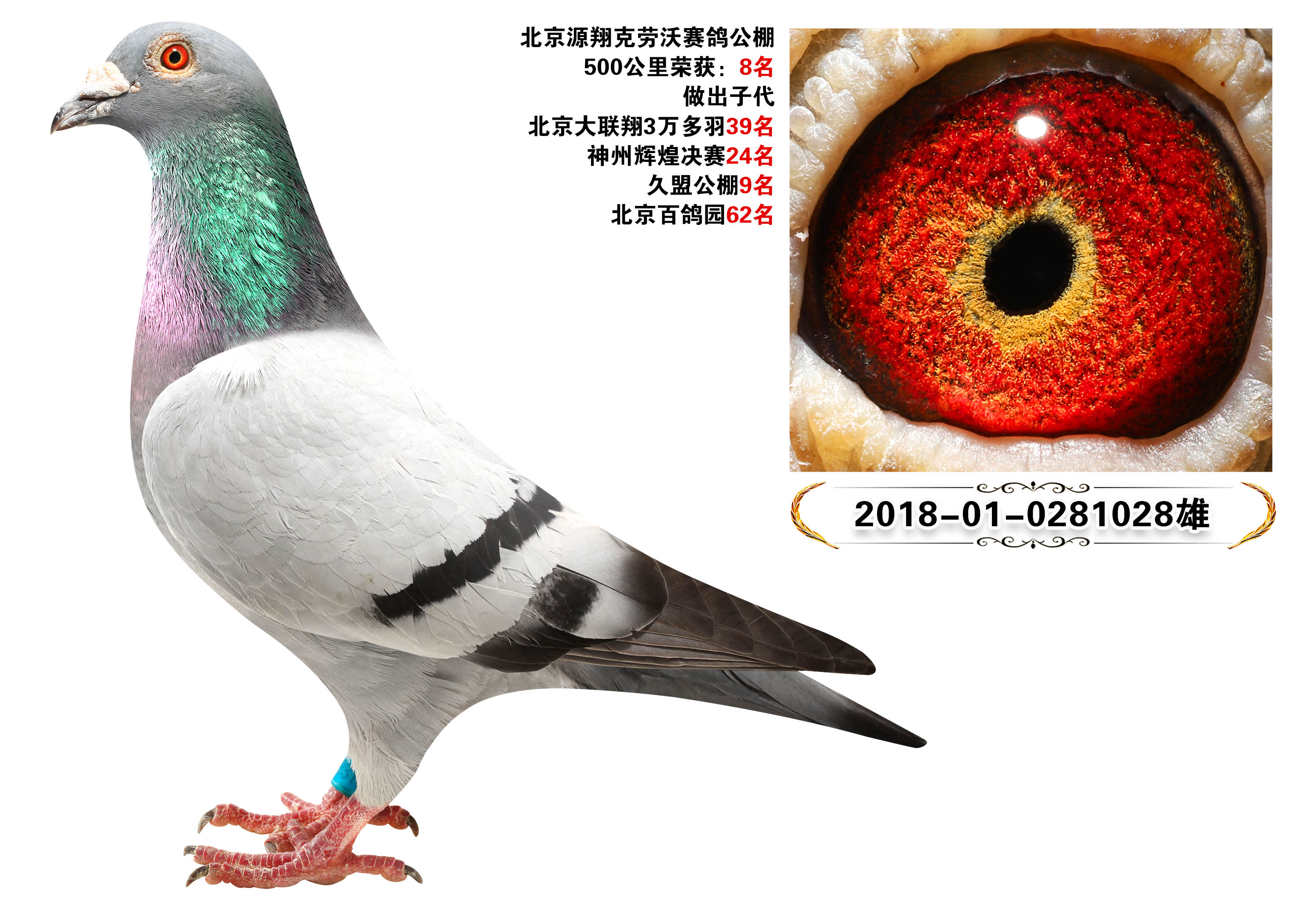 详细阅读:信鸽信息网各地公棚(信鸽信息网各地公棚杨厚均) 信鸽信息网各地公棚(信鸽信息网各地公棚杨厚均)